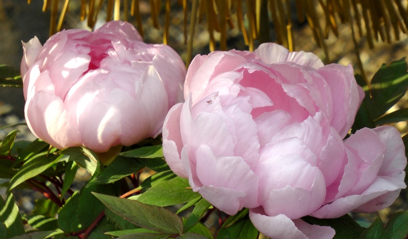 Kurse_2_800x468px_Jin-Shin-Jyutsu-Allgaeu_Riegger-Krause